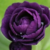 Primula Auricula Fred Booley - Abriachan Nurseries